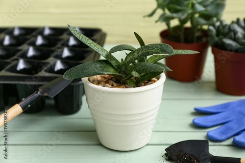 Succulents in pots on woode...