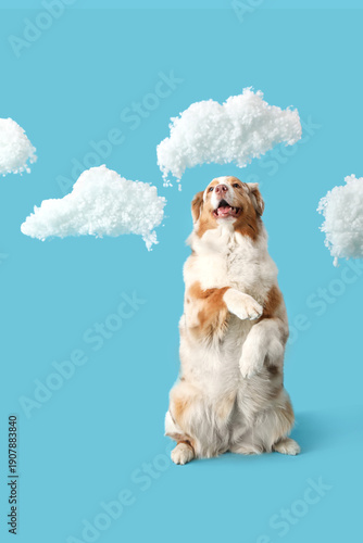 Tableau sur toile Cute fluffy Australian Shepherd dog with clouds on blue background