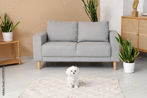 Cute Maltese dog on carpet ...