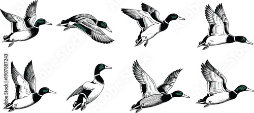 Detailed flying duck illustration set isolated on white background for wildlife art vintage engraving designs logos and nature graphics