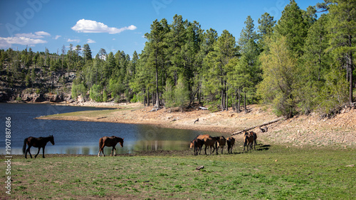 фотографія Herd of wild horses at Black Canyon Lake in the Apache Sitgreaves National Fores