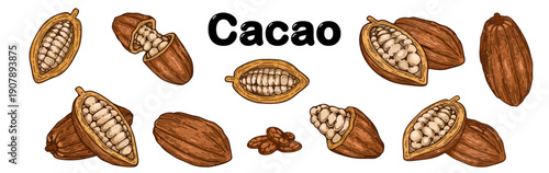 Hand drawn cacao pod and bean illustration set. Vintage engraving style vector of cocoa fruits for chocolate packaging, organic food labels, and cafe design.
