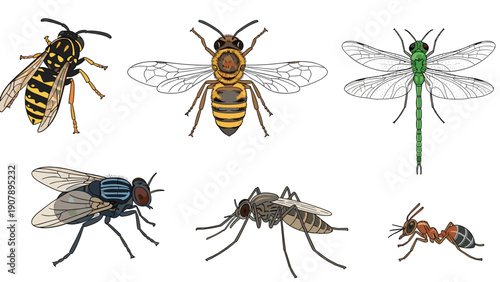 Detailed set of various insect illustrations including a honeybee wasp dragonfly common housefly mosquito and ant.