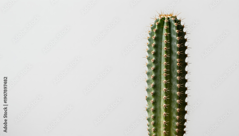 Naklejka premium Cactus: A solitary cactus stands tall, its unique form and spiky silhouette set against a backdrop, exuding the raw beauty and resilience of nature.