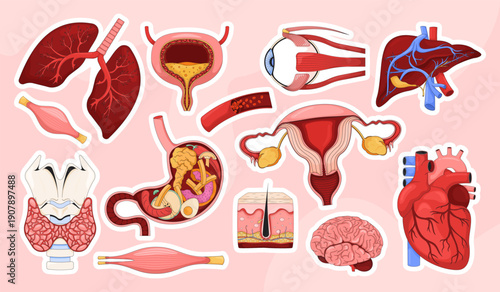 Human anatomy educational colorful die-cut sticker sheet. Medical internal organs. Biology healthcare. Flat cartoon collage design. Vector illustration. Labels pack for journaling, scrapbooking