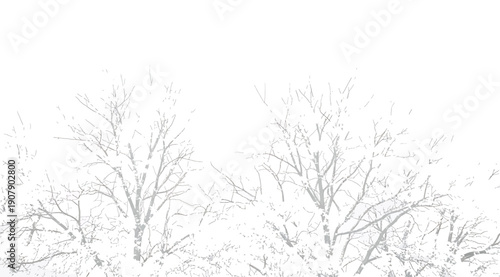 A black and white photo of trees in the snow