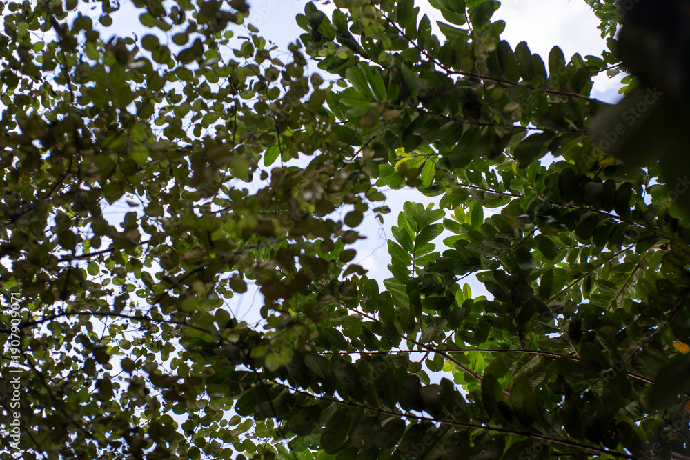 Fototapeta premium Looking up at tree canopy with small green leaves and blue sky background