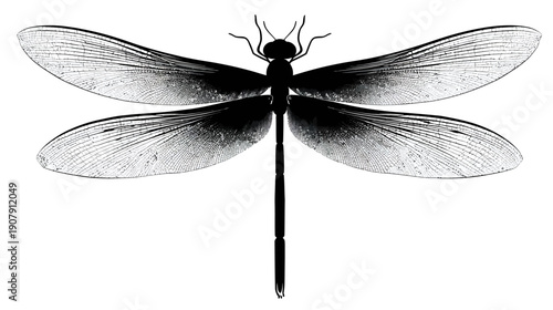 A black and white illustration of a dragonfly with detailed wings