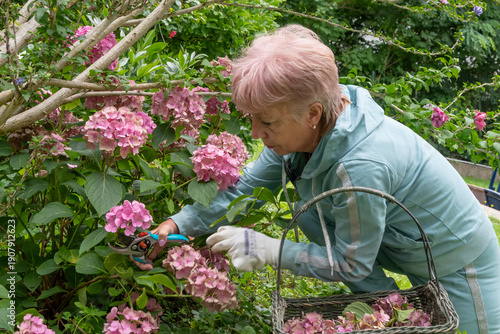 A senior woman cares for a hydrangea bush and cuts flowers with pruning shears in a summer garden.
