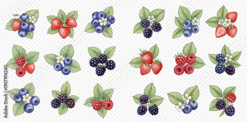 Collection of watercolor berries: blueberries, strawberries, raspberries, and blackberries with green leaves and blossoms, isolated on transparent background.