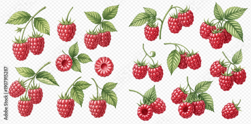 Set of fresh red raspberries with green leaves, hand-drawn watercolor illustration.