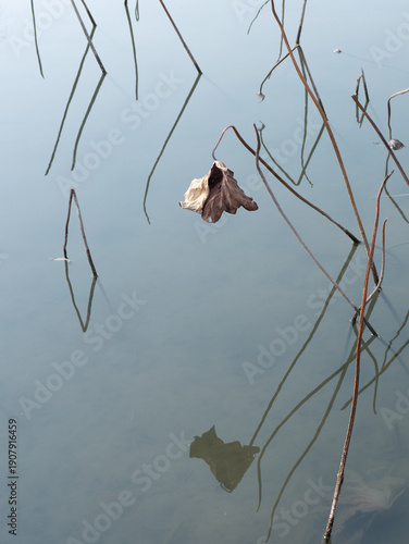 Muted Winter Beauty: Decaying Lotus Pond