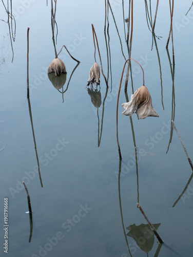 Winter’s Withered Lotus Pond