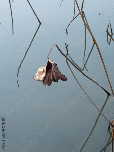 Nature’s Seasonal Decay: Frosted Lotus Pond