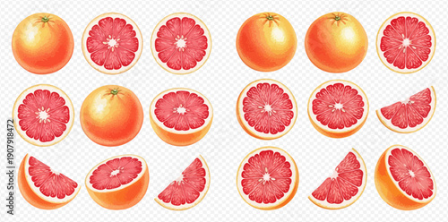 Set of fresh whole and sliced grapefruit isolated on transparent background, realistic vector illustration of citrus fruit.