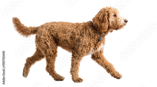 Cuadro en lienzo side profile of a fluffy brown golden doodle dog walking gracefully on a transparent background, showcasing its textured coat and collar