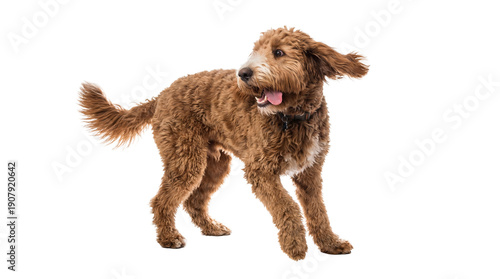 energetic golden doodle puppy in motion, with floppy ears and an open mouth, looking to the side against a transparent background, conveying joy and activity with transparency.