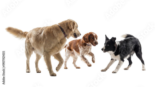 Fotografía three dogs in motion on a white background, a golden retriever, a spaniel, and a border collie, interacting playfully