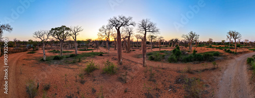 Baobab Forest at Sunrise – Ifaty  Mangily, Madagascar. Panoramic view

