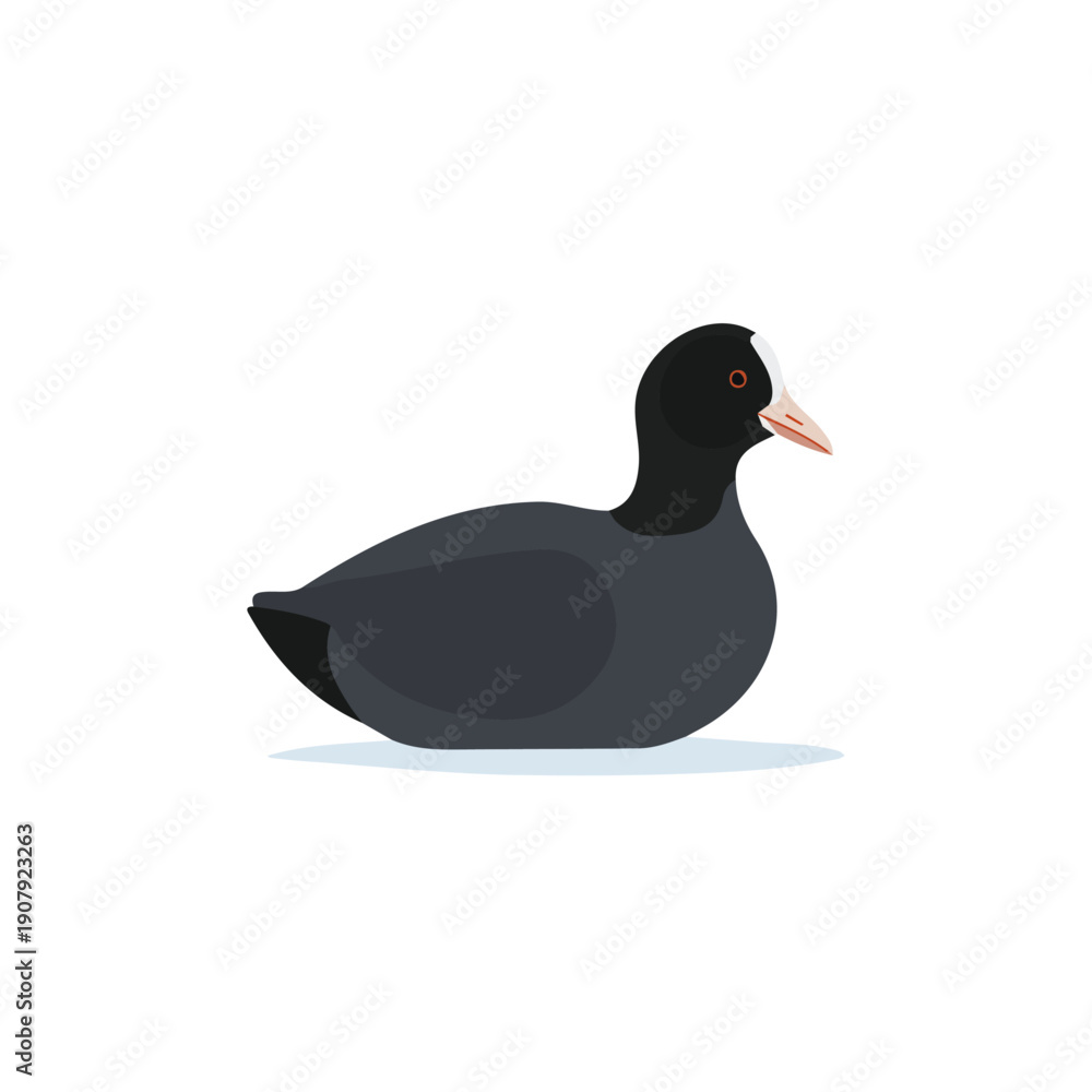 Fototapeta premium Simple flat 2D vector graphic of Coot, modern icon look, displayed on a pure white background.