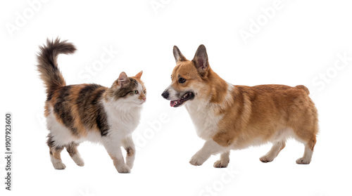 calico cat and pembroke welsh corgi dog standing facing each other, isolated on a transparent background, with the cat looking curiously at the dog and the dog panting.