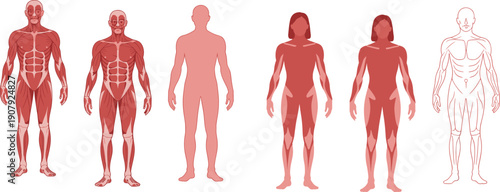 Human anatomy body types comparison, male female muscle system, medical illustration, flat vector anatomy set, isolated white background