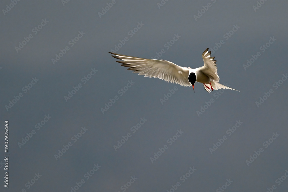 Obraz premium Flussseeschwalbe // Common tern (Sterna hirundo)