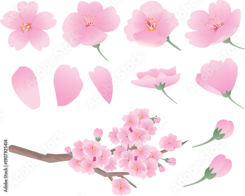 春の桜の花びら