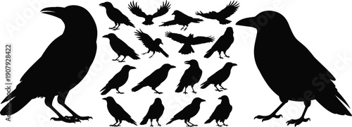 Raven silhouette, crow bird vector set, black flying standing poses, wildlife animal collection, isolated white background, halloween gothic nature illustration
