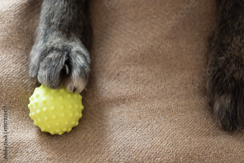 Photos Senior dog paw resting on a yellow ball on brown surface