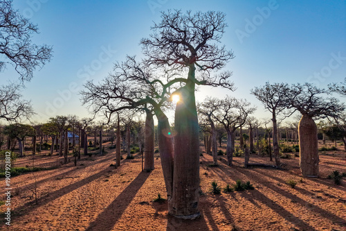 Baobab Forest at Sunrise – Ifaty  Mangily, Madagascar

