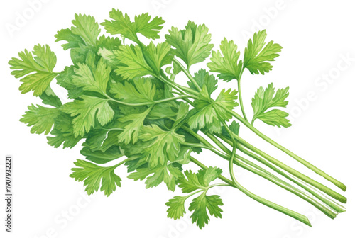PNG Cilantro parsley plant herbs.