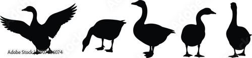 Goose silhouette set in different poses isolated on white background, wild bird animal vector illustration collection