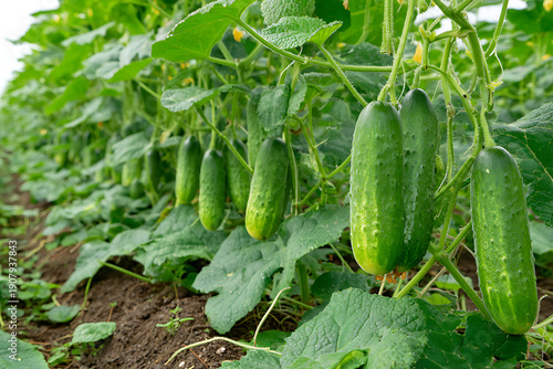 Green cucumbers growing on vines in a productive garden