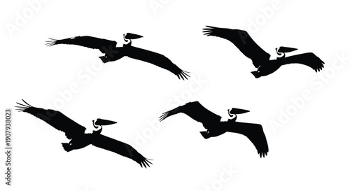 Collection of four isolated black silhouette vector graphics depicting pelicans soaring gracefully in flight