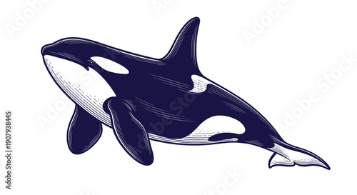 Stylized vintage engraving of a magnificent orca whale swimming gracefully in deep ocean waters