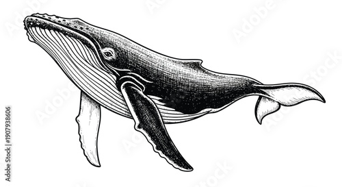 Detailed black and white engraving illustration of a magnificent humpback whale swimming gracefully in the ocean