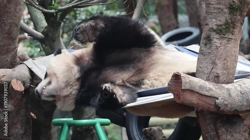 Close up Playful Panda playing on the hammock, Chongqing, China