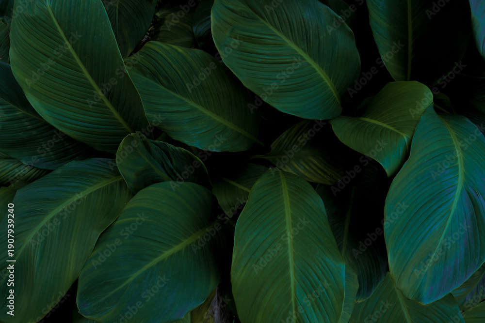 Obraz premium Leaves in the park concept dark green black background image(PHOTO) 