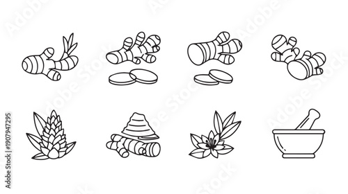 Ginger Root and Flower Line Art Icons: Healthy Spice and Herbal Medicine Elements
