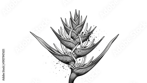 Detailed black and white ink drawing of a bird of paradise flower with artistic splatters isolated on a stark white background.