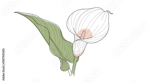Elegant botanical illustration of a white calla lily flower with a single large green leaf isolated on a white background.