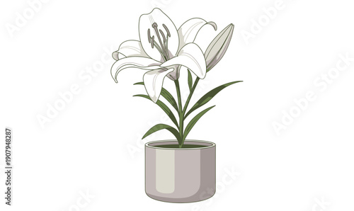 white lily flower in minimalist modern pot_26