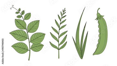 Botanical collection of various green leaves and a single open pea pod with peas inside on a plain white background.