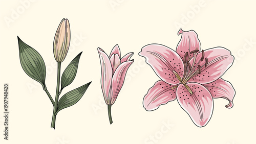 Set of three botanical illustrations showing the stages of a pink lily flower from a closed bud to a full bloom.