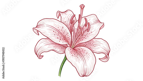 Detailed hand drawn pink lily flower with dark spots on petals perfectly isolated on a plain white background.