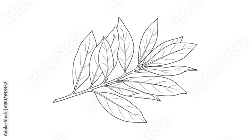 Detailed black and white line art illustration of a branch with several pointed leaves on a plain white background.