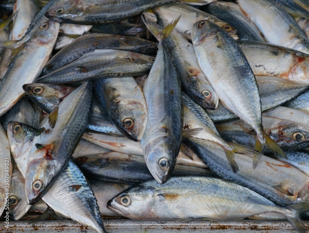 Obraz premium Top view of fresh mackerel fish forming a natural seafood texture background, suitable for food and market concepts.