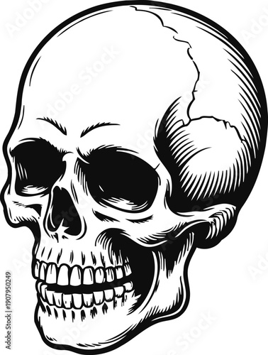 Human skull illustration with detailed shading and anatomical features, side view of skeleton head