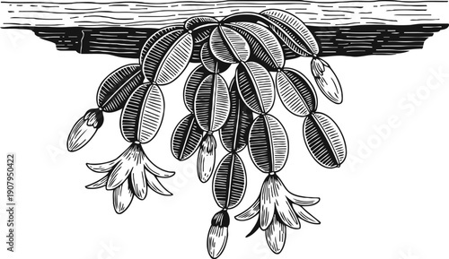 Black and white drawing of a hanging christmas cactus branch with flowers and buds